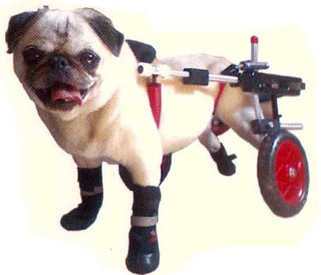Dog Boots for paralyzed pets