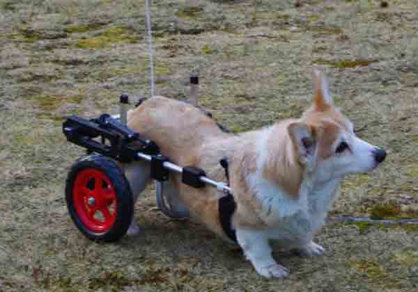 Customer Scooter Bichon in Dog Wheelchair