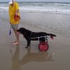 dodge_lab_beach