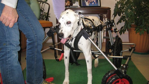 dalmatian_fourwheel