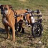 boxer2