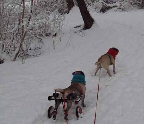 Customer Danny Boy Pug in Dog Wheelchair