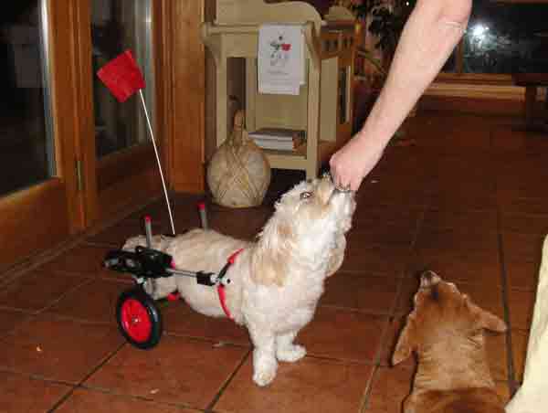 Customer Scooter Mixed Breed in Dog Wheelchair