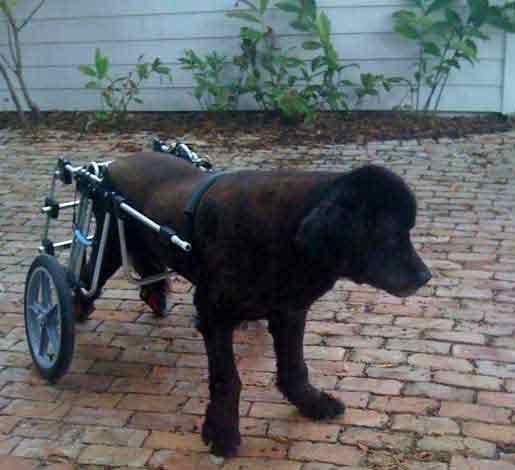 Customer Arthur Newfie in dog wheelchair