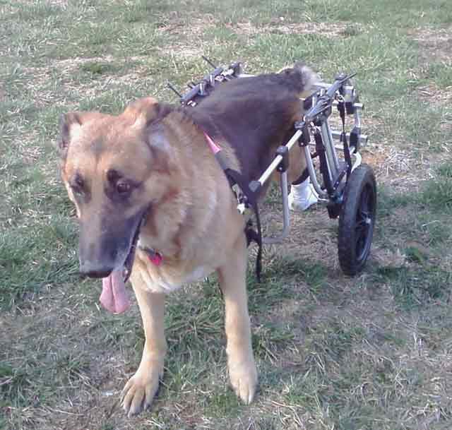 German Shepherd Testimonial bull_web