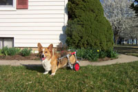 Customer Butler in K9 Cart dog wheelchair for corgi