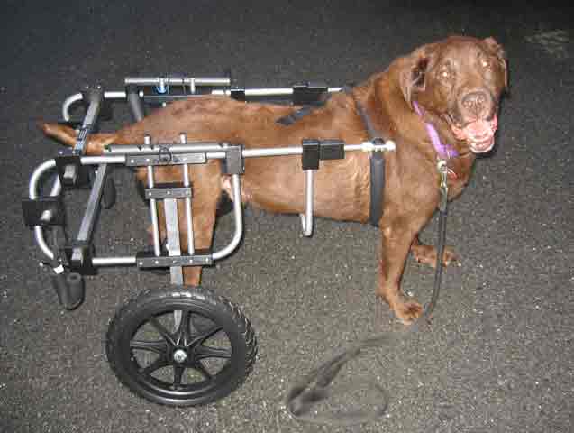 Labrador Retriever Testimonial charlie_lab
