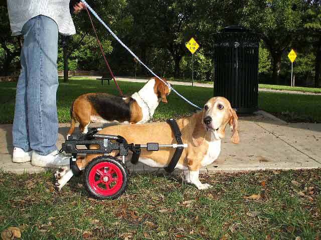 Customer Delilah Basset in Dog Wheelchair