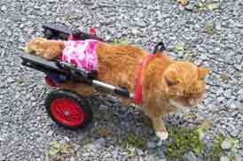 Customers Doodlebops in K9 Cart Cat in pet wheelchair