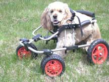 Customers Gidget Forelimb amputee in K9 Cart
