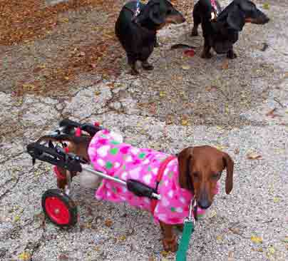 Customer Greta Dachshund in Dog Wheelchair