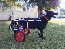 Customers Hayley Dog in wheelchair