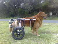 Customers Henry Golden retriever in K9 Cart in the surf