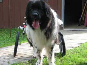 Customers Horatio in K9 Cart Newfoundland Horatio in Dog wheelchair