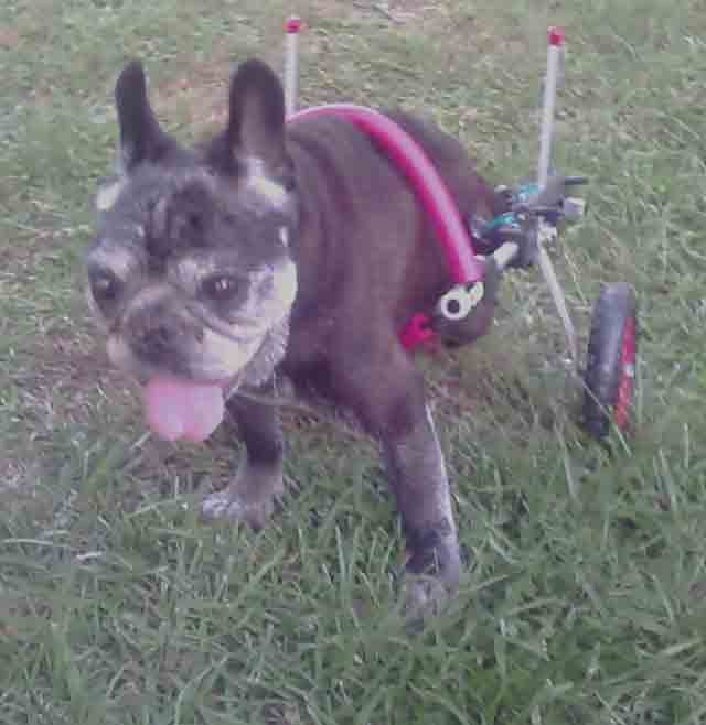 Customer Lilly lilly_french_bulldog