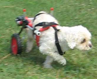 Customer Summer Little Dog in dog wheelchair
