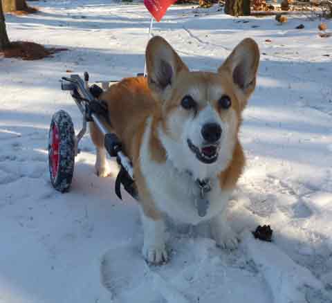 Corgi Degenerative Myelopathy Testimonial mandi_snow