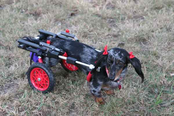 Customers Moxie in K9 cart Dachshund in Dog wheel chair