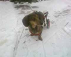 Customers Prosser Dachshund in K9 Cart