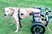 Customer Summer Rhodesian Ridgeback in dog wheelchair