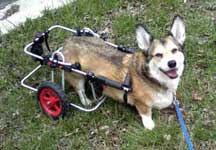 Customers Wylie Corgi with DM in K9 Cart