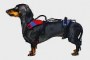 Doxie in Help Em Up Harness