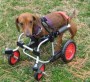 Dachshund Forelimb Wheelchair